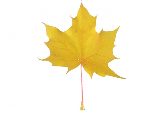 Funny Yellow Maple Leaf