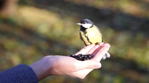Birds eat the seeds with your hands